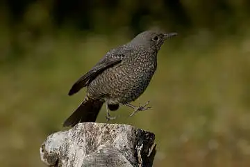 BORG60EDで撮影した写した野鳥・イソヒヨドリの写真画像