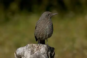 BORG60EDで撮影した写した野鳥・イソヒヨドリの写真画像