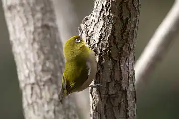 BORG60EDで撮影した写した野鳥・メジロの写真画像