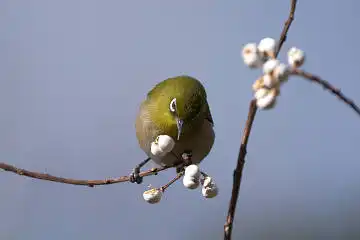 BORG60EDで撮影した写した野鳥・メジロの写真画像