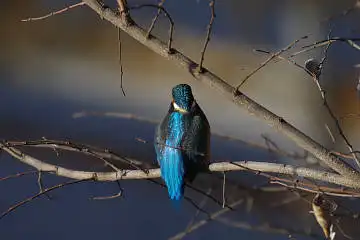 BORG60EDで撮影した写した野鳥・カワセミの写真画像