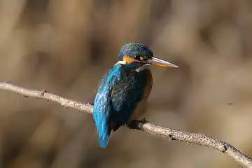 BORG60EDで撮影した写した野鳥・カワセミの写真画像