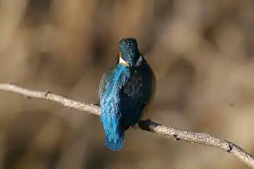 BORG60EDで撮影した写した野鳥・カワセミの写真画像