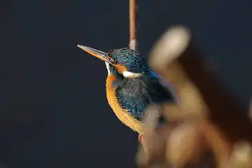 BORG60EDで撮影した写した野鳥・カワセミの写真画像