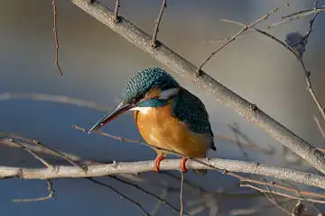 BORG60EDで撮影した写した野鳥・カワセミの写真画像