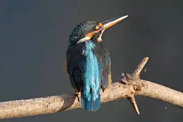 BORG60EDで撮影した写した野鳥・カワセミの写真画像