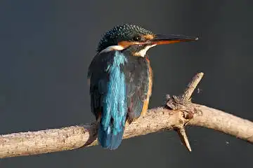 BORG60EDで撮影した写した野鳥・カワセミの写真画像