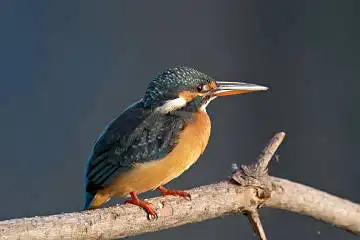 BORG60EDで撮影した写した野鳥・カワセミの写真画像