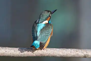 BORG60EDで撮影した写した野鳥・カワセミの写真画像