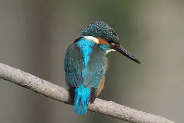 BORG60EDで撮影した写した野鳥・カワセミの写真画像