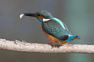 BORG60EDで撮影した写した野鳥・カワセミの写真画像