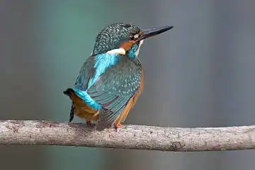 BORG60EDで撮影した写した野鳥・カワセミの写真画像