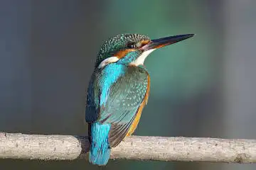 BORG60EDで撮影した写した野鳥・カワセミの写真画像