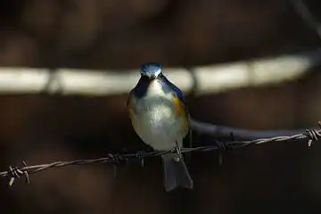BORG60EDで撮影した写した野鳥・ルリビタキの写真画像