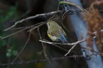 BORG60EDで撮影した写した野鳥・ルリビタキの写真画像