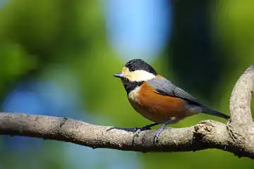 BORG60EDで撮影した写した野鳥・ヤマガラの写真画像