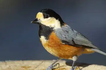 BORG60EDで撮影した写した野鳥・ヤマガラの写真画像