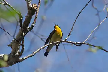 BORG60EDで撮影した写した野鳥・キビタキの写真画像