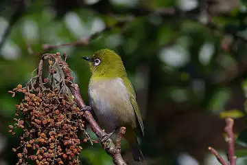 BORG60EDで撮影した写した野鳥・メジロの写真画像