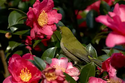 BORG60EDで撮影した野鳥・メジロの写真画像