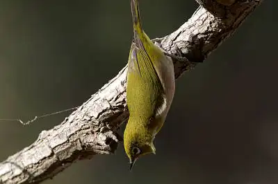 BORG60EDで撮影した野鳥・メジロの写真画像