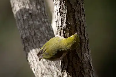 BORG60EDで撮影した野鳥・メジロの写真画像