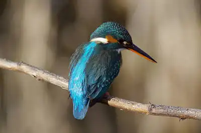 BORG60EDで撮影した野鳥・カワセミの写真画像