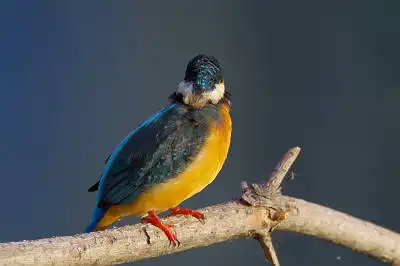 BORG60EDで撮影した野鳥・カワセミの写真画像