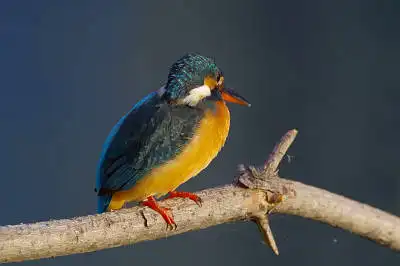 BORG60EDで撮影した野鳥・カワセミの写真画像