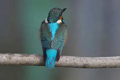 BORG60EDで撮影した野鳥・カワセミの写真画像