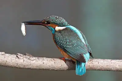 BORG60EDで撮影した野鳥・カワセミの写真画像