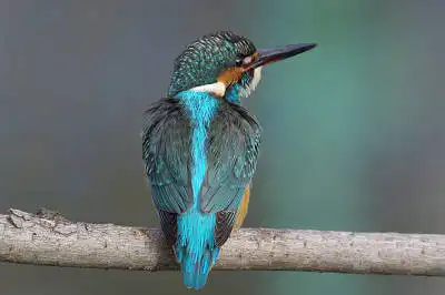 BORG60EDで撮影した野鳥・カワセミの写真画像