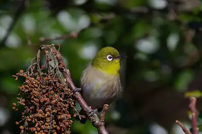 BORG60EDで撮影した野鳥・メジロの写真画像