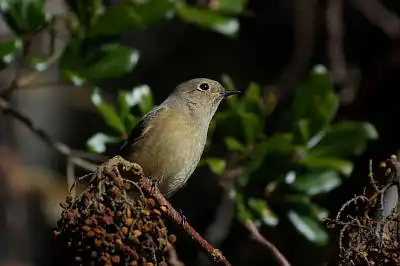 BORG60EDで撮影した野鳥・ジョウビタキの写真画像
