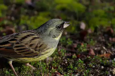 BORG60EDで撮影した野鳥・アオジの写真画像