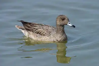 AFボーグ BORG67FLで撮影した野鳥・カモの写真画像