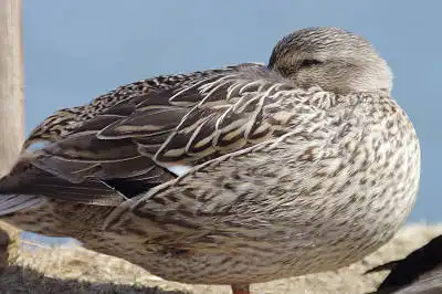 AFボーグ BORG67FLで撮影した野鳥・カモの写真画像