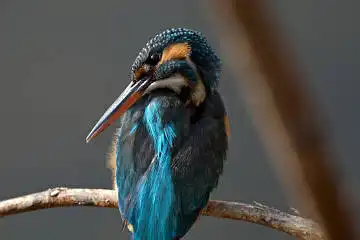 BORG71FLで撮影した野鳥・カワセミの写真画像