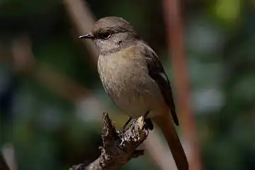 AFボーグ BORG71FLで撮影した野鳥・ジョウビタキの写真画像