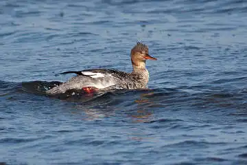 AFボーグ BORG71FLで撮影した野鳥・ウミアイサの写真画像