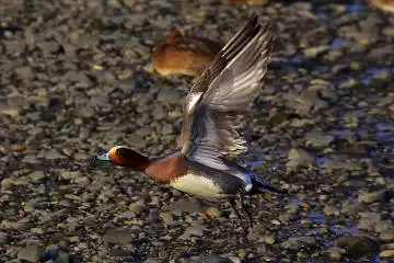 AFボーグ BORG71FLで撮影した野鳥・カモの写真画像