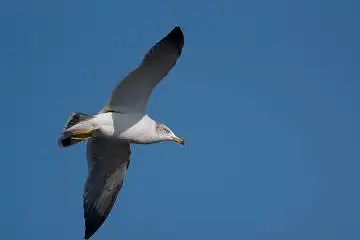 AFボーグ BORG71FLで撮影した野鳥・ウミネコの写真画像
