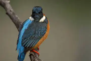 BORG71FLで撮影した野鳥・カワセミの写真画像