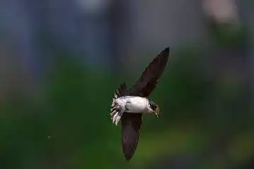 BORG71FLで撮影した野鳥・イワツバメの写真画像