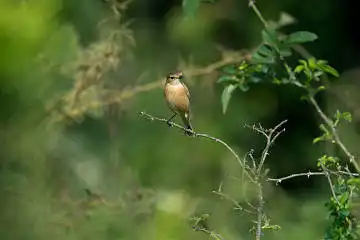 AFボーグ BORG71FLで撮影した野鳥・ノビタキの写真画像