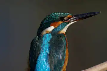 BORG71FLで撮影した野鳥・カワセミの写真画像