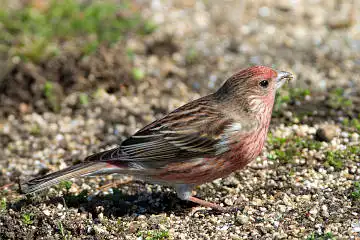 AFボーグ BORG71FLで撮影した野鳥・オオマシコの写真画像