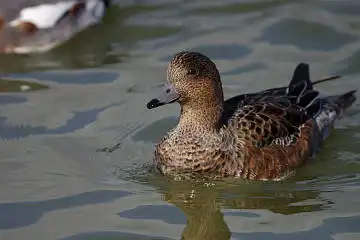 BORG71FLで撮影した野鳥・カモの写真画像