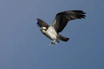 AFボーグ BORG71FLで撮影した野鳥・ミサゴの写真画像