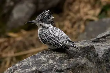 AFボーグ BORG71FLで撮影した野鳥・ヤマセミの写真画像